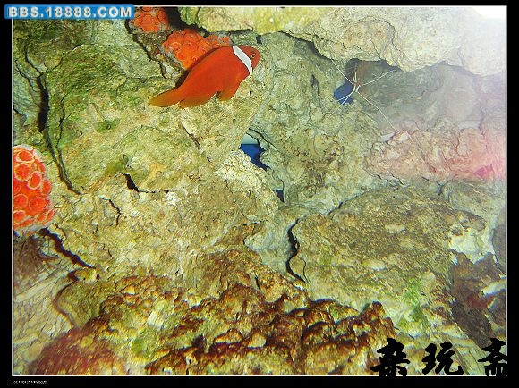 珊鱼1.jpg