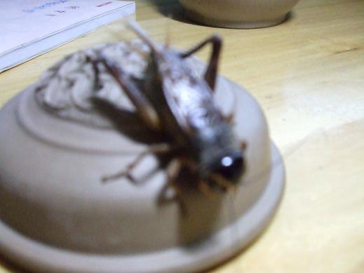 DSCF3127.JPG