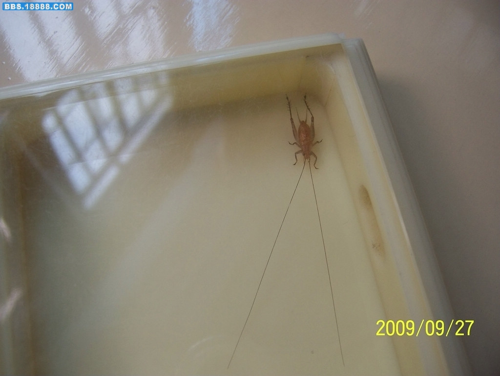 100_1271.jpg