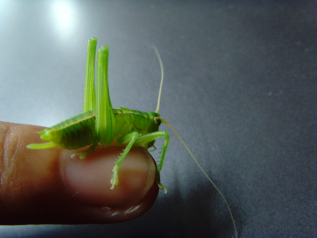 SNV32738.JPG