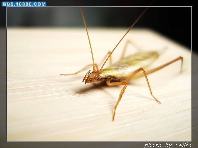 DSC08245.JPG