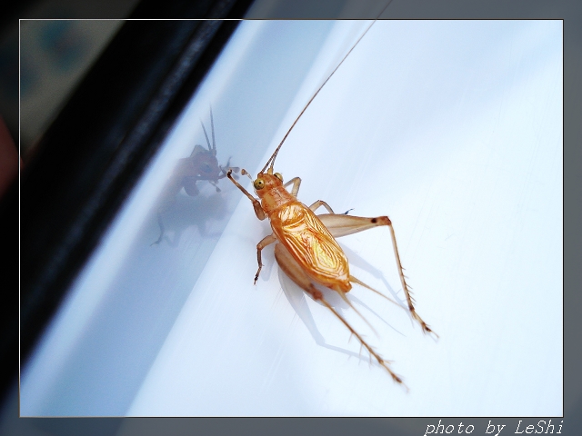 DSC08475.JPG