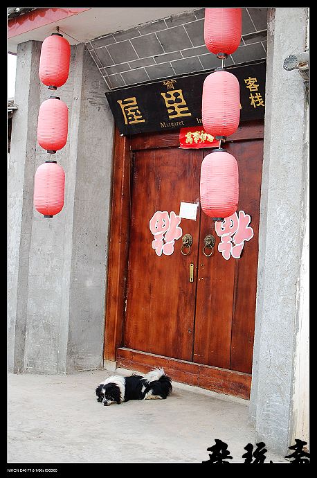 狗狗3.jpg