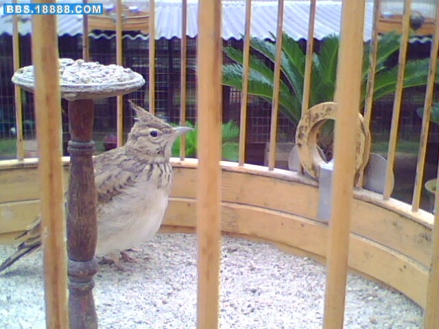 IMG0324A.jpg
