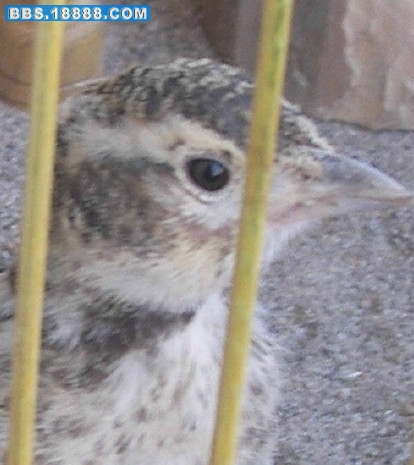 100_2908JJ.jpg