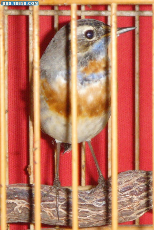 SNV31255.JPG