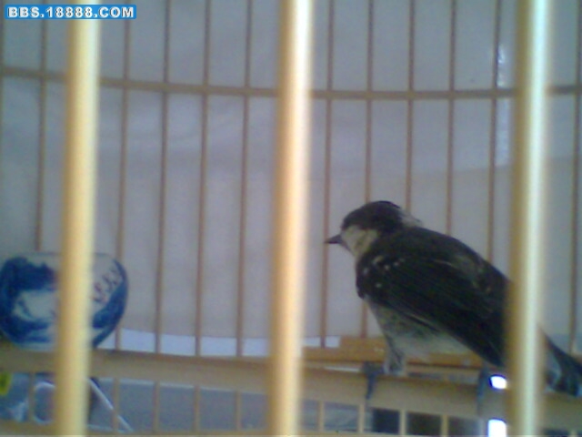 IMG0499A.jpg