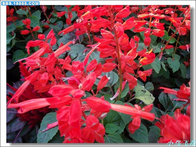DSCF3489.jpg