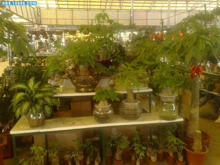 200910141177.jpg