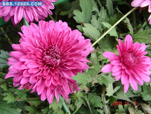 DSC02176_缩小大小.JPG