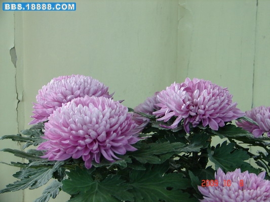 DSC02117_缩小大小.JPG