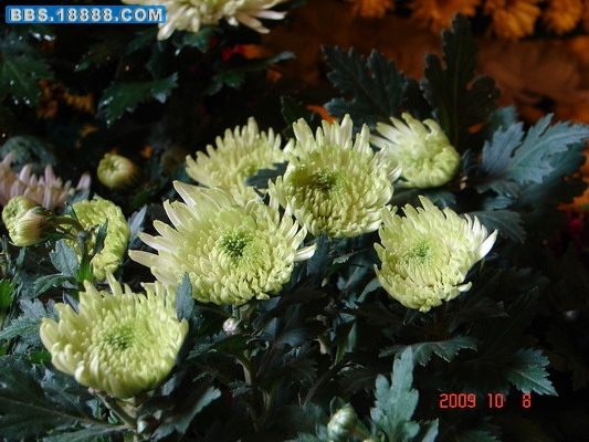 DSC02072_缩小大小.JPG