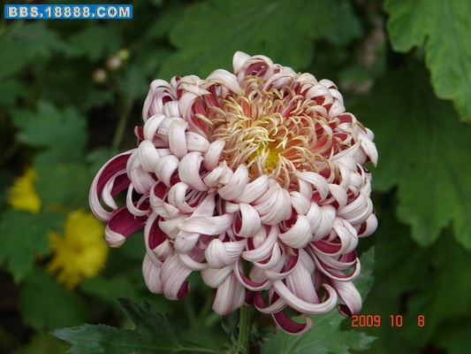 DSC02175_缩小大小.JPG