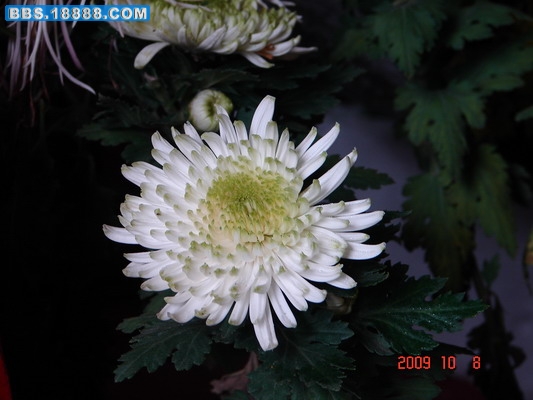 DSC02071_缩小大小.JPG