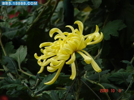 DSC02093_缩小大小.JPG