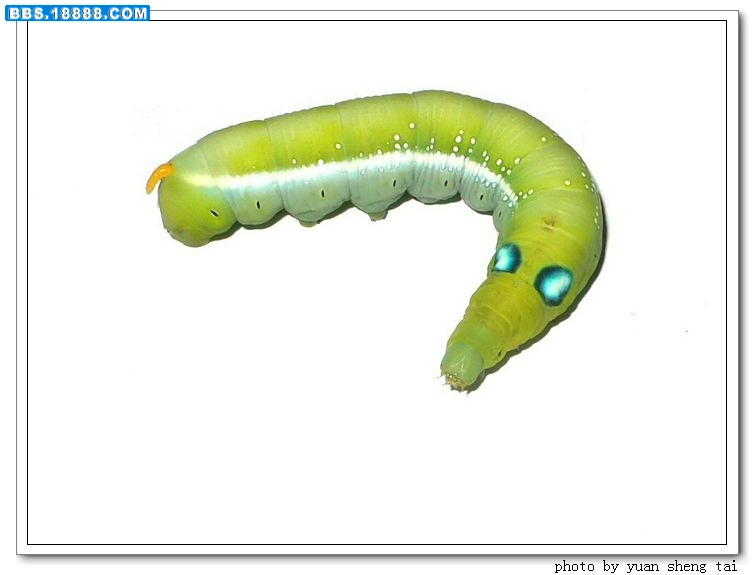 e1.jpg