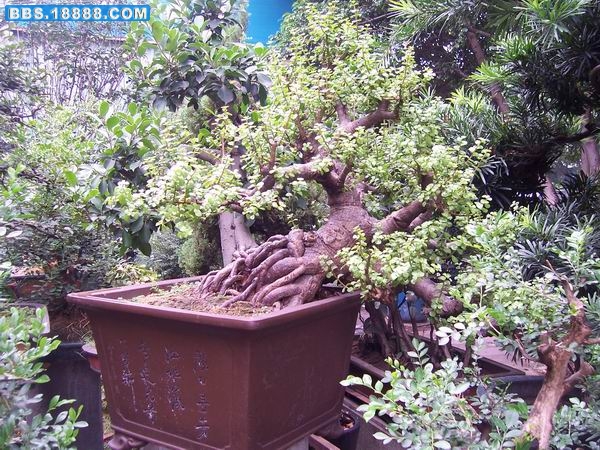 100_2293.JPG