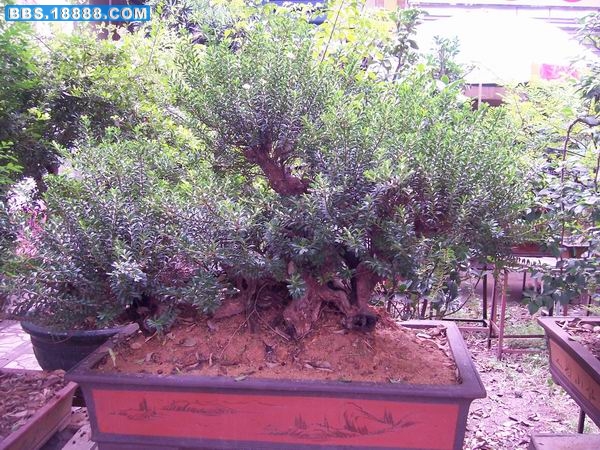 100_2281.JPG