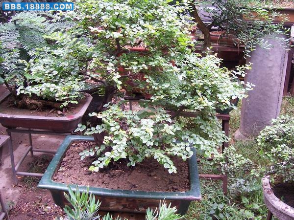 100_2300.JPG
