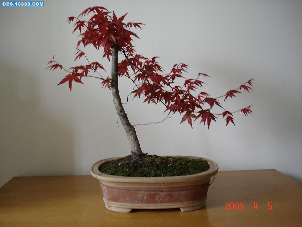 红枫.JPG