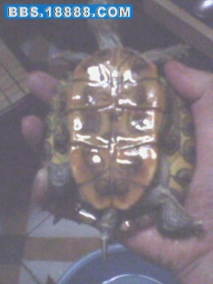 IMG0228A.jpg