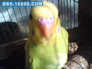 IMG0110A.jpg