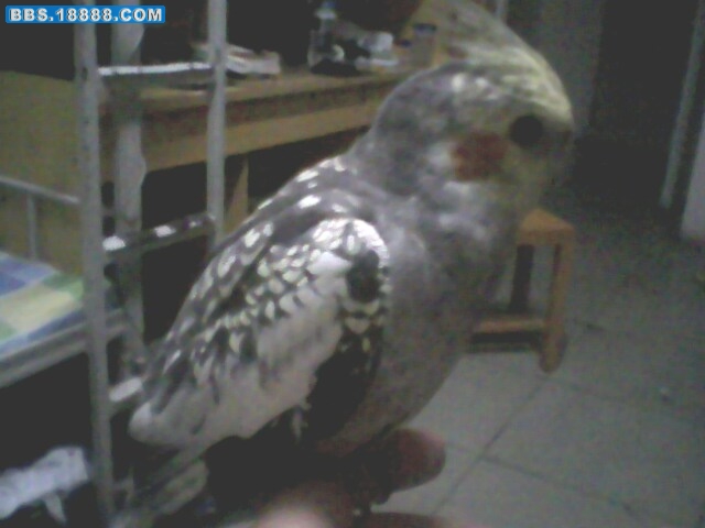 IMG0889A.jpg