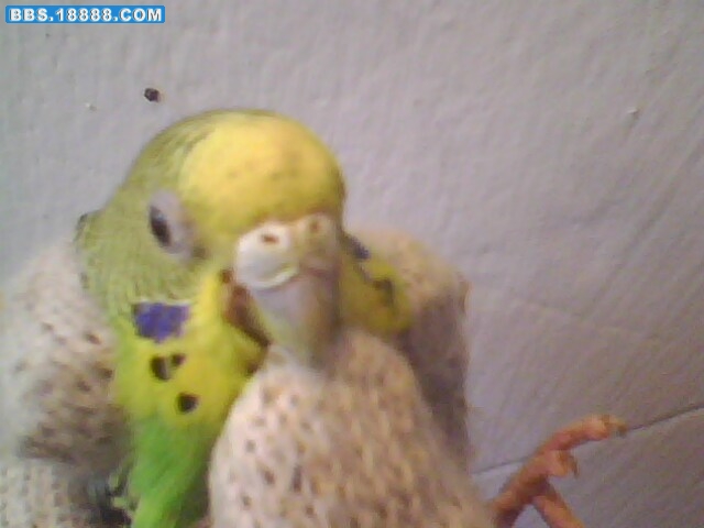 IMG0211A.jpg