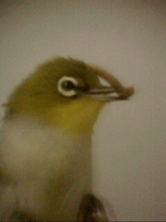 IMG0298A.jpg
