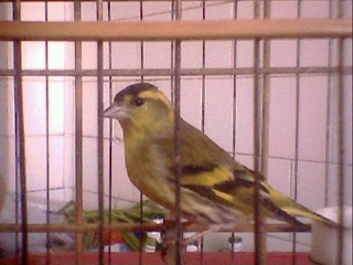 IMG0216A.jpg