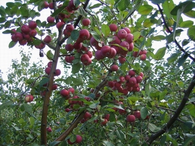 照片鸟 140.jpg