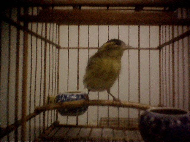 IMG0322A.jpg