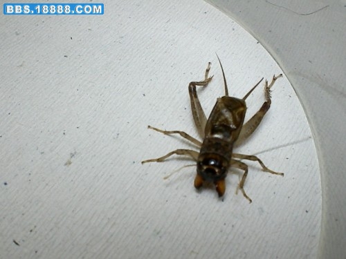 SANY0124_conew1.jpg