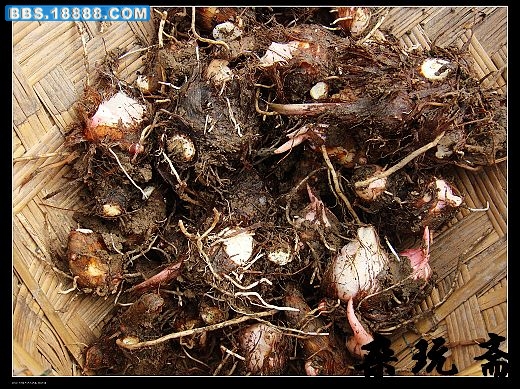 竽头.jpg
