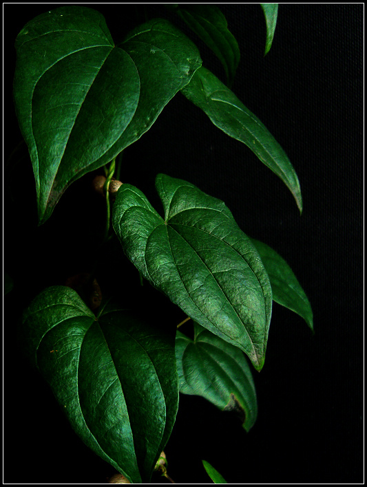 山药写意1.jpg