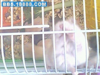 IMG0321A.jpg