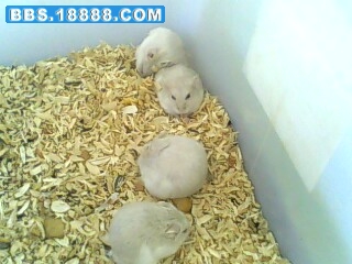 IMG0121A.jpg