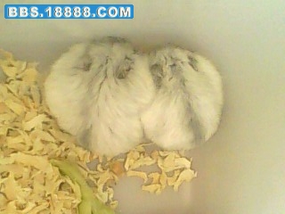 IMG0246A.jpg