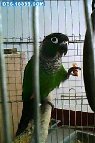 IMG0032A.jpg