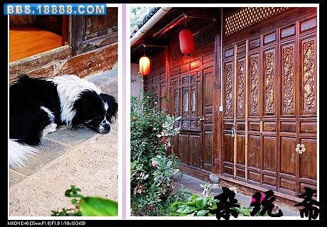 009屋里厢—麦兜最爱趴在我们门前.jpg