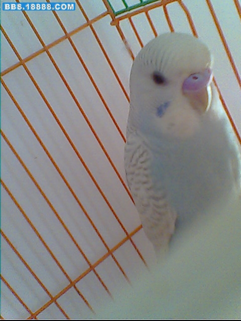 IMG0529A.jpg