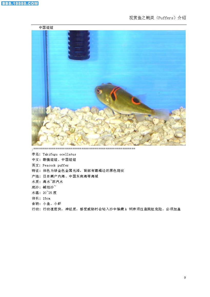 河豚1.jpg
