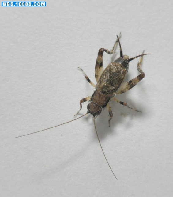 PA081217.JPG