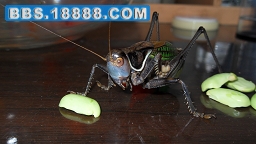 SDC10168.JPG