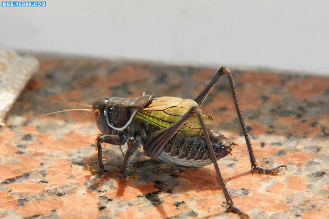 DSC00570.JPG