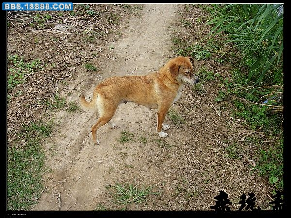 狗1.jpg
