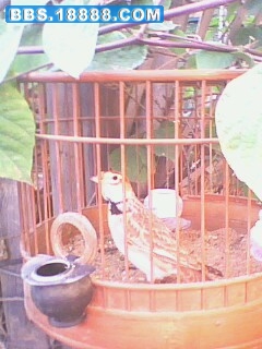 IMG1054A.jpg