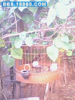 IMG1049A.jpg