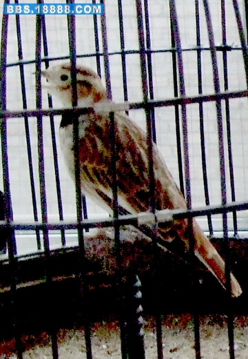 照片 248a.ajpg.jpg