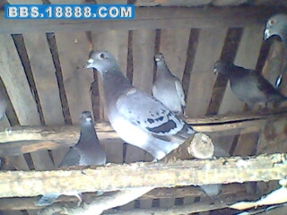 IMG0253A.jpg